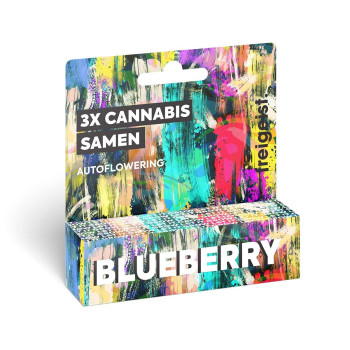 Freigeist Blueberry Autoflowering Cannabis Samen 3er Pack